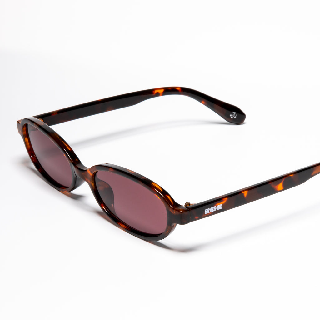 Division Tortoise/Brown